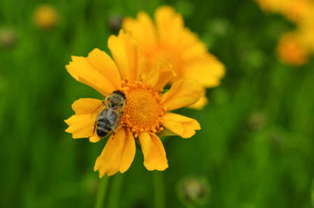 Cosmos flower, or COSMEYA. Bee sitting on flower cosmeya (flower Cosmos)の写真素材
