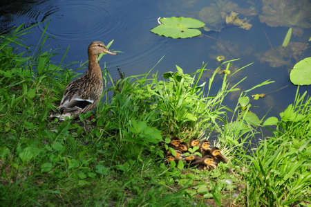 Wild Grey Duck with chicks near the lake. Gray duck (Latin Anas strepera).の写真素材