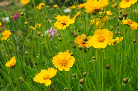 Cosmos flower.Flower Coreopsis.の写真素材