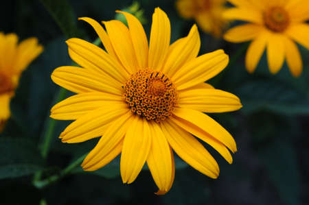The yellow flower  Sunflower plant Heliopsis   lat  Heliopsis helianthoides の写真素材