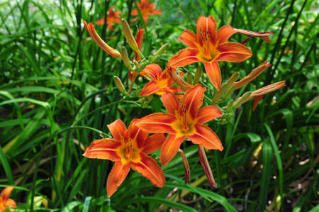 The orange flowers are lilies の写真素材