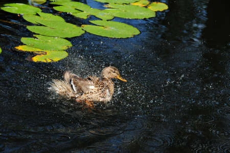 Gray duck swims in the lake. Young female.の写真素材