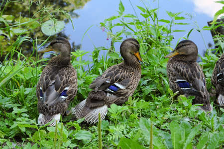 Gray ducks on the lake. Young female.の写真素材
