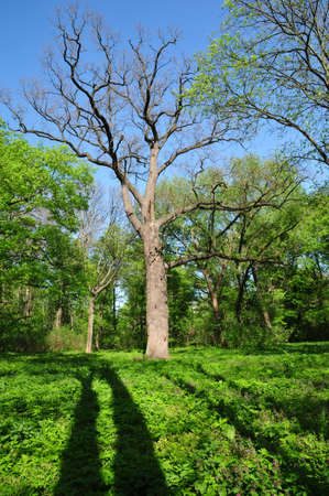 Spring sunny day in the forest. The trunk of the tree, which has not yet grown leaves.の写真素材