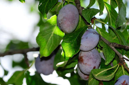 Plum is growing on a branch の写真素材