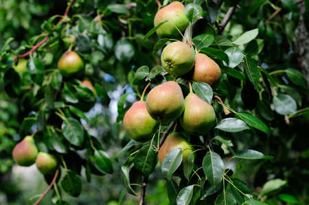 Pears ripen on the tree  Branch with pears の写真素材