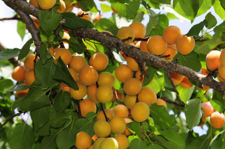 Apricots ripen on the tree の写真素材