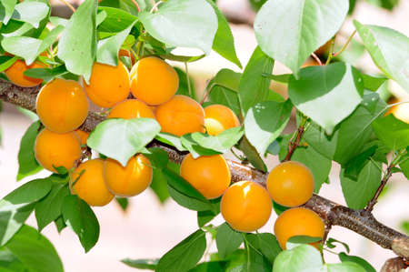 Apricots ripen on the tree の写真素材