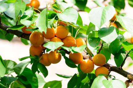 Apricots ripen on the tree の写真素材