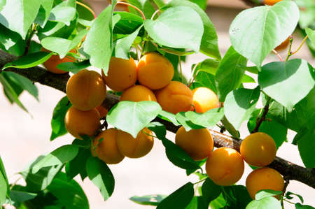 Apricots ripen on the tree の写真素材