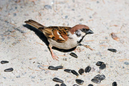 Sparrow pecks sunflower seeds の写真素材