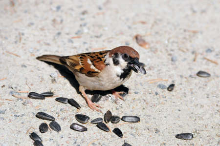 Sparrow pecks sunflower seeds の写真素材