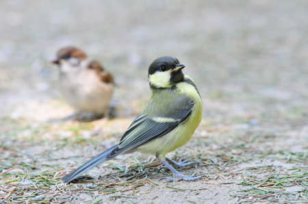 Titmouse, tomtit, tit の写真素材
