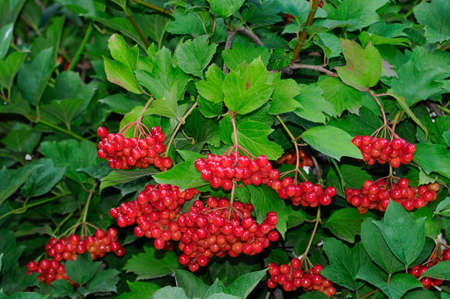 Viburnum berries ripen on the bush の写真素材