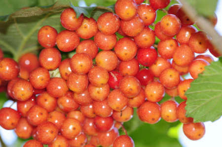 Viburnum berries ripen on the bush の写真素材