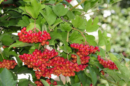 Viburnum berries ripen on the bush の写真素材