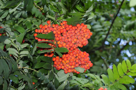 Mountain ash  Rowan-tree  The fruits of mountain ash  Rowan berries ripen on the tree の写真素材