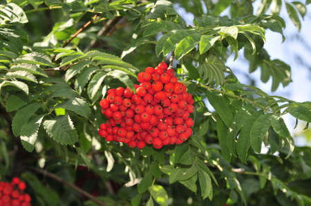 Mountain ash  Rowan-tree  The fruits of mountain ash  Rowan berries ripen on the tree の写真素材