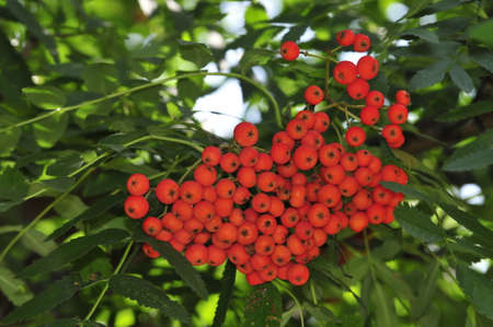 Mountain ash  Rowan-tree  The fruits of mountain ash  Rowan berries ripen on the tree の写真素材