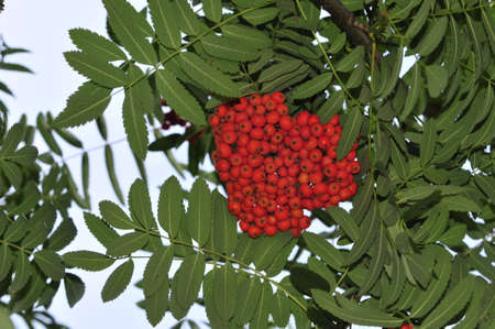 Mountain ash  Rowan-tree  The fruits of mountain ash  Rowan berries ripen on the tree の写真素材