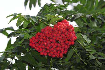 Mountain ash  Rowan-tree  The fruits of mountain ash  Rowan berries ripen on the tree の写真素材