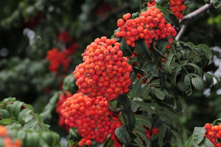Mountain ash  Rowan-tree  The fruits of mountain ash  Rowan berries ripen on the tree 