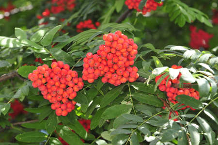 Mountain ash  Rowan-tree  The fruits of mountain ash  Rowan berries ripen on the tree の写真素材