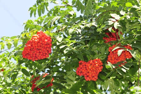 Mountain ash  Rowan-tree  The fruits of mountain ash  Rowan berries ripen on the tree の写真素材