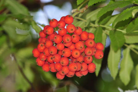 Mountain ash  Rowan-tree  The fruits of mountain ash  Rowan berries ripen on the tree の写真素材