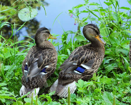 Mallards standing on the shore of the lake  Young female の写真素材