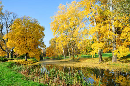 Two autumn aspen tree in the park  Alexandria Park, the city of Bila Tserkva, Kiev region, Ukraine の写真素材