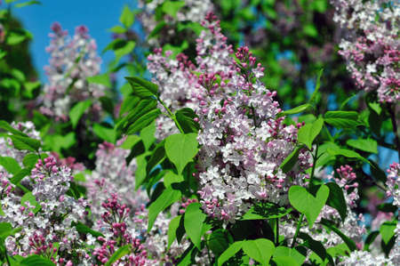Blooming lilacs  Lilac の写真素材