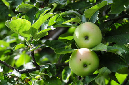 Apples ripen on the tree  Apples on a branch の写真素材