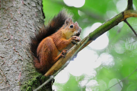 Squirrel gnaws walnut の写真素材