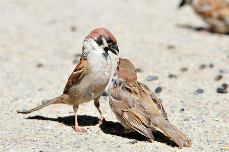 Eurasian tree sparrow  Sparrow pecks sunflower seeds The adult bird and chick の写真素材