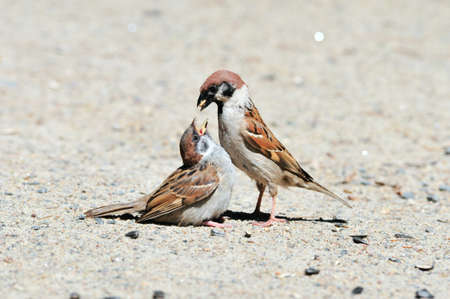 Eurasian tree sparrow  Sparrow pecks sunflower seeds The adult bird and chick の写真素材