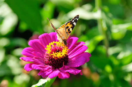 Painted Lady  Vanessa cardui   The butterfly sits on a flower zinnia の写真素材