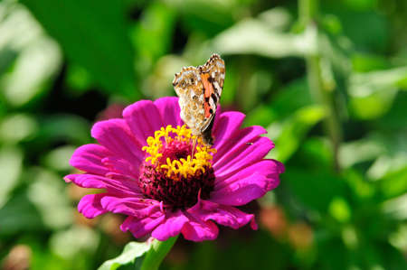 Painted Lady  Vanessa cardui   The butterfly sits on a flower zinnia の写真素材