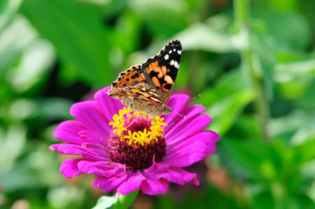 Painted Lady  Vanessa cardui   The butterfly sits on a flower zinnia の写真素材