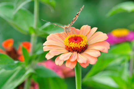 Painted Lady  Vanessa cardui   The butterfly sits on a flower zinnia の写真素材