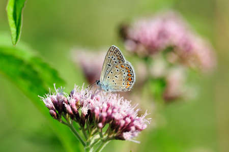 Silver-studded Blue Butterfly の写真素材