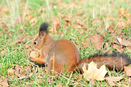 Squirrel gnaws walnut. Squirrel - a rodent of the squirrel family. The only representative of the kind of protein in the fauna of Russia.の写真素材