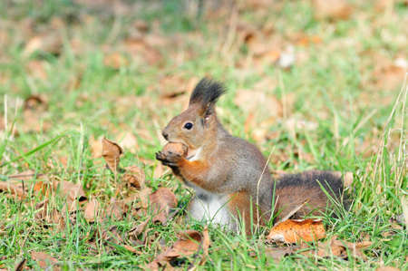 Squirrel gnaws walnut. Squirrel - a rodent of the squirrel family. The only representative of the kind of protein in the fauna of Russia.の写真素材