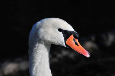 Mute swan. Autumn morning on the lake.の写真素材