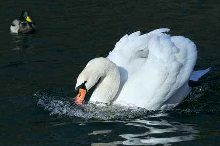 Mute swan. Autumn morning on the lake.の写真素材