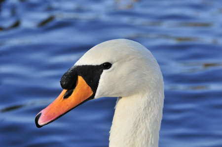 Mute swan. Autumn morning on the lake.の写真素材