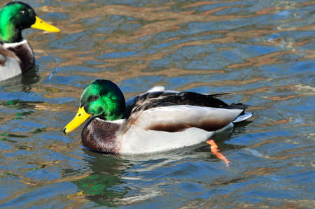 Mallard - a bird from the family of ducks detachment of waterfowl. The most famous and common wild duck. Male duck. Drake.の写真素材