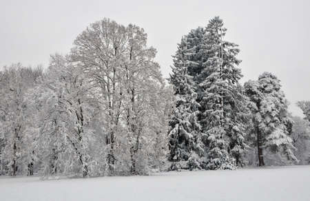 Winter landscape. Snowfall in the park. Alexandria Park, the city of Bila Tserkva, Ukraine.の写真素材