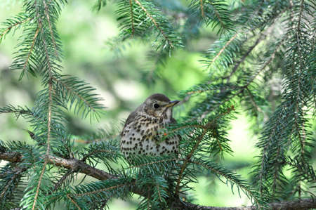 The song thrush (Turdus philomelos) is a thrush that breeds across much of Eurasia. It has brown upperparts and black-spotted cream or buff underparts and has three recognised subspecies.の写真素材
