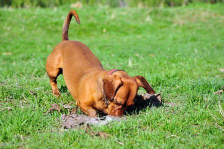 The dog digs a hole. Smoothhaired dachshund standard color red female.の写真素材